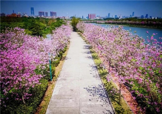 春天來了！華全發(fā)電機組趕往珠海，見證百花盛開！